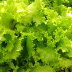 爪楊枝を使ったレタス保存法・保存期間