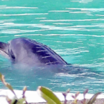 イルカのハニーを助けて 閉館水族館に1頭残され心配の声多数 譲渡先難航