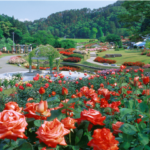 東沢バラ公園 秋のバラまつり2018 9月14日から開催 バラソフトはいかが?