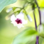 ヘクソカズラ・屁糞葛 名前の由来・匂い・別名 花言葉 実のリース