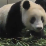 仙台にパンダを是非!熱望