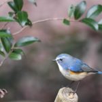 バードウオッチングしませんか?市街地・住宅地でみられる野鳥