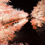 弘前公園 紅葉ライトアップとりんご飴マン ネットで話題に「弘前城菊と紅葉まつり」