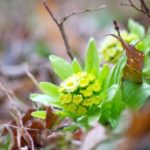 山菜取り「ふきのとう」時期は?自然の恵みを味噌・天ぷらでいただく