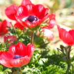 紅顔の美少年・アドニスの化身 アネモネ 育て方・花言葉・画像