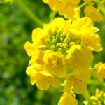 大崎市三本木・菜の花まつり2019 4.20(土)~5.6(月) ふんわり明るい黄色の世界