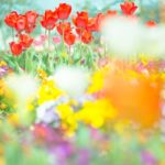 登米市「米山チューリップまつり」2019.4.21~5.5 花言葉 親指姫って…