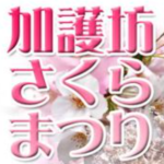 加護坊さくらまつり2019.4.11(木)~開催 山頂のパノラマ・八重桜が非常に美しい