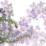 ローズマリーの効能や使い方 育て方・剪定・増やし方 聖なる植物
