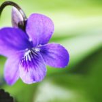 すみれの季節 種類・仲間 育て方 花言葉 暮らしの中に